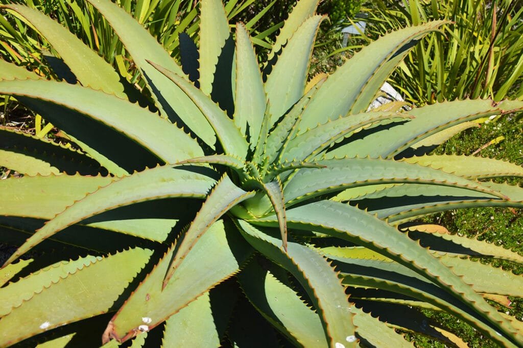 Les 10 meilleurs aliments pour maigrir : Agave