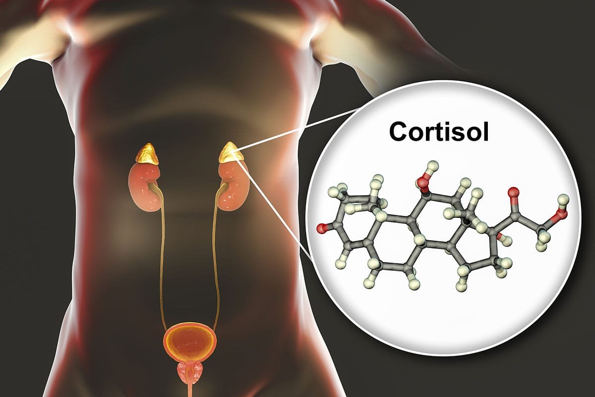 Cortisol